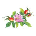 Rose Hip. Greeting card with watercolor wild flowers on a white background.Dog-rose. illustration Royalty Free Stock Photo