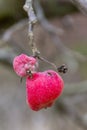 Rose hip in detail Royalty Free Stock Photo