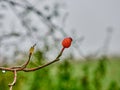 Rose hip in the morning Royalty Free Stock Photo