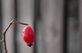 Rose hip in the morning Royalty Free Stock Photo