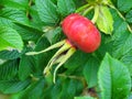 Rose hip in nature