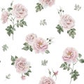 Rose hip pink flowers with buds and green leaves, Victorian style, watercolor seamless pattern on white background. Royalty Free Stock Photo