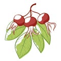 Rose hip plant icon, natural vitamin rosehip