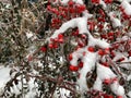 Rose hip red berries branch under snow, winter nature background, snowy nature Royalty Free Stock Photo