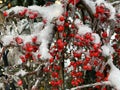 Rose hip red berries branch under snow, winter nature background, snowy nature Royalty Free Stock Photo