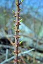 Rose hip red branch with spikes on the background of grass and twigs Royalty Free Stock Photo