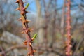 Rose hip red branch with spikes on the background of grass and twigs Royalty Free Stock Photo