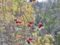 Rose hip fruits on the bush in autumn Royalty Free Stock Photo