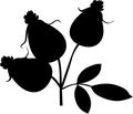 Rose Hip Silhoulette - Black Vector Illustration Royalty Free Stock Photo