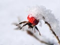 Rose-hip in the snow 1 Royalty Free Stock Photo