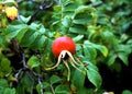 Rose hip