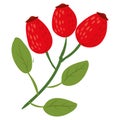 Rose hip twig with leaves, natural healthy organic nutrition product, dogrose or wildrose. Vector doodle cartoon flat