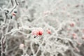 Rose hip under ice crystals Royalty Free Stock Photo