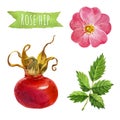 Rose hip, watercolor illustration, clipping path included