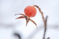 Rose hip in winter Royalty Free Stock Photo