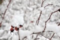 Rose hip in wintertime Royalty Free Stock Photo