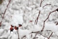 Rose hip in wintertime Royalty Free Stock Photo