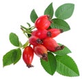 Rose hips Royalty Free Stock Photo