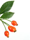 Rose hips