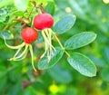 Rose-hips Royalty Free Stock Photo
