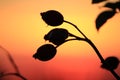 Rose hips against the background of the evening sky Royalty Free Stock Photo