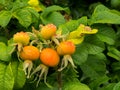Rose hips on a bush beach rose Royalty Free Stock Photo