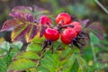 Rose hips of Beach Rose Rosa rugosa in the Dutch Dunes