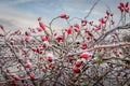 Rose hips the beautiful bright red berries covered with a layer of ice Royalty Free Stock Photo