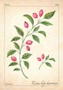 Rose hips berries isolated. Watercolor rose hip berries vector illustration. Isolated rose hip berries vector