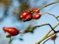 Rose Hips on the branch