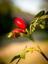 Rose Hips on the branch