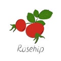 Rose hips branch. Vector ripe fruits. Rosehip or hawthorn harvest