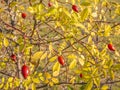 Rose hips bush in the autumn or fall with mature red fruits