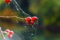 rose hips are cobwebby