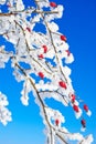 Rose hips are covered with hoarfrost in winter. Royalty Free Stock Photo