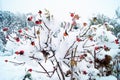 Winter time:  Snow covered Rose fruits Royalty Free Stock Photo