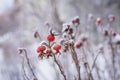 Rose hips covered with snowflakes Royalty Free Stock Photo