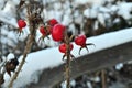 Rose hips covered under snow Royalty Free Stock Photo