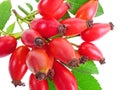 Rose hips in detail Royalty Free Stock Photo