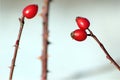 Rose hips detail Royalty Free Stock Photo