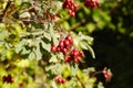 Rose hips