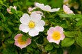 Rose hips with different shades of pink on the bushes among the green leaves_ Royalty Free Stock Photo