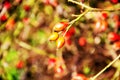 Rose hips of the dog rose, Rosa canina Royalty Free Stock Photo