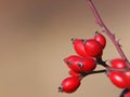 Rose Hips Of Dog Roses In Autumn