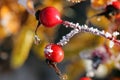 Rose Hips in Frost Royalty Free Stock Photo