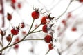 Rose Hips in Frost Royalty Free Stock Photo