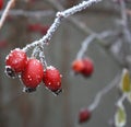 Rose Hips in Frost Royalty Free Stock Photo
