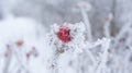 Rose hips in frost and snow flakes Royalty Free Stock Photo