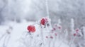 Rose hips in frost and snow flakes Royalty Free Stock Photo