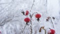 Rose hips in frost and snow flakes Royalty Free Stock Photo